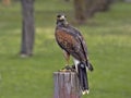 Falcon-guided  Harris`s hawk ,  Parabuteo unicinctus Royalty Free Stock Photo