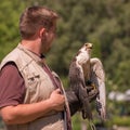 Falcon on the hand of the falconer. Show of birds