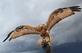 Falcon has spread wings.