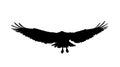 Falcon, hawk, eagle or orel black silhouette isolated on white background. A large predator soar in the air. Vector illustration Royalty Free Stock Photo