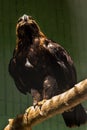 Falcon hawk sits on a tree Royalty Free Stock Photo