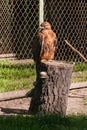 Falcon hawk sits on a tree Royalty Free Stock Photo