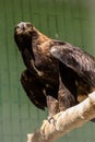 Falcon hawk sits on a tree Royalty Free Stock Photo