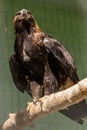 Falcon hawk sits on a tree Royalty Free Stock Photo