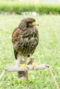 Falcon - hawk is ready for hunting, Lord of the sky, falcon standing and looking Royalty Free Stock Photo