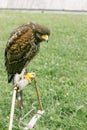 Falcon - hawk standing and looking