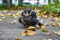 Falcon hobby caught a pigeon and eats