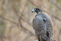 Falcon hunting. Closeup portrait of a falcon with telemetry transmitter Royalty Free Stock Photo