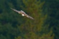 Falcon hunting. Saker falcon fly, Falco cherrug, bird of prey flight. Forest in cold winter, animal in nature habitat, Greece. Wil Royalty Free Stock Photo