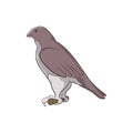 Falcon icon, cartoon style Royalty Free Stock Photo