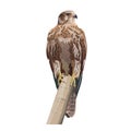 Falcon image, vector illustration in realistic style