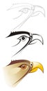 Falcon logo design three drawing stages