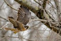 falcon maneuvering between trees