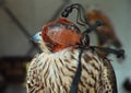 Falcon with mask Royalty Free Stock Photo