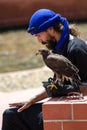 Falcon Perched on a Falconer`s Glove