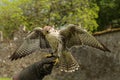 Falcon Royalty Free Stock Photo