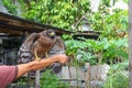 Falcon Peregrine sitting on hand