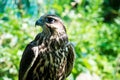 Falcon portrait close up