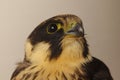 Falcon portrait. Eurasian hobby. Saker Saqr falcon Falco cherrug. Falconry Royalty Free Stock Photo