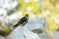 Falcon portrait. Peregrine falcon, Falco peregrinus, perched on stone in kaolin mine. Majestic bird of prey in natural habitat. Royalty Free Stock Photo