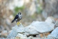 Falcon portrait. Peregrine falcon, Falco peregrinus, perched on stone in kaolin mine. Majestic bird of prey in natural habitat. Royalty Free Stock Photo