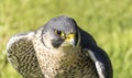 Falcon Royalty Free Stock Photo