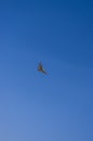 Falcon on prey hunt in RÃÂ¼ttelflug and stall hover over vineyard