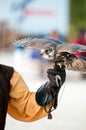 Falcon ready to fly Royalty Free Stock Photo