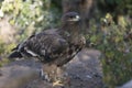 Saker Falcon with prey Royalty Free Stock Photo