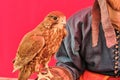 Falcon sits on the glove of a hunter dressed in retro style. Red background, falconry, bird of prey and young man with beard