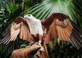 Falcon sitting on gloved hand of handler