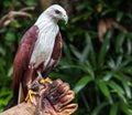 Falcon sitting on gloved hand of handler