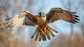 a falcon soaring high in the sky during a falconry display representing the age old bond between humans and birds of prey