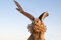 Falcon bird or bird of prey with wing beat and spreaded wings in Abu Dhabi, Arab Emirates