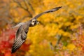 falcon swooping near colorful autumn trees