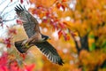 falcon swooping near colorful autumn trees