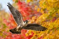 falcon swooping near colorful autumn trees