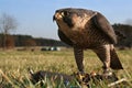 Falcon, training with a lure