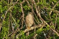 Falcon in a tree Royalty Free Stock Photo