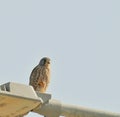 Falcon watching high Royalty Free Stock Photo
