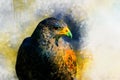 Falcon Watercolor Illustration. Bird Painting. Vintage Effect.