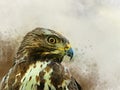 Falcon watercolor painting. Bird illustration.