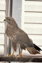 Falcon at the zoo in a cage