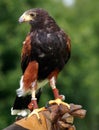 Falconer with bird of prey