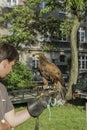 Falconer with falcon