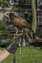 Falconer with falcon Royalty Free Stock Photo