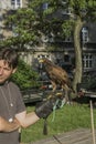 Falconer with falcon Royalty Free Stock Photo