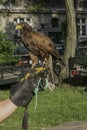 Falconer with falcon