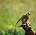 Falconer holding a duck hawk or Pregerine falcon , the fastest bird on the planet