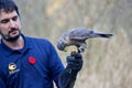 Falconer holds male peregrine falcon with gloved hand